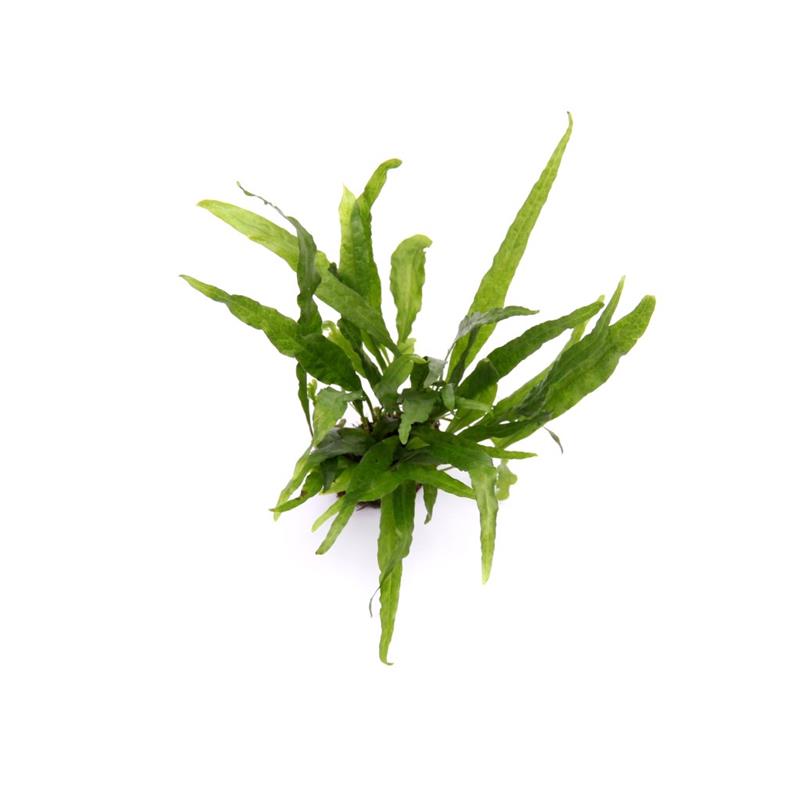 Planta acvariu Microsorum Pteropus Narrow Tropica - imagine 3